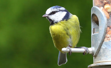 wild bird feed at North York Farmers