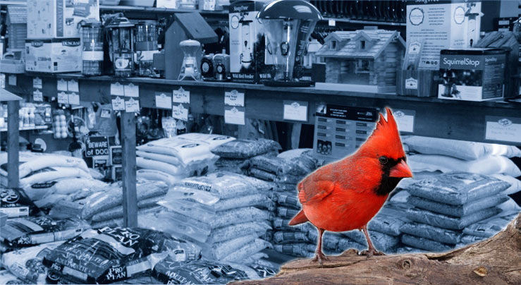 birdseed