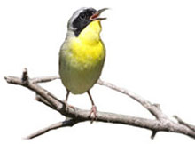 wild bird seed newmarket