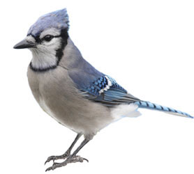 wild bird seed york region